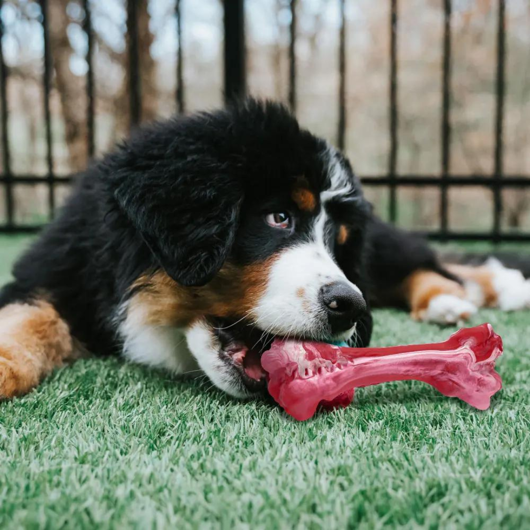 ChewBone | Zahnbürste für Hunde in Fleischform