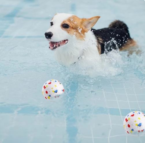 ChewProof | Sauberkeit im Zuhause und bessere Zahngesundheit für Hunde