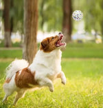 ChewProof | Sauberkeit im Zuhause und bessere Zahngesundheit für Hunde