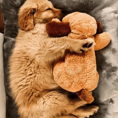 CuddleBuddy | Beruhigung für deinen Hund bei Angst und Einsamkeit