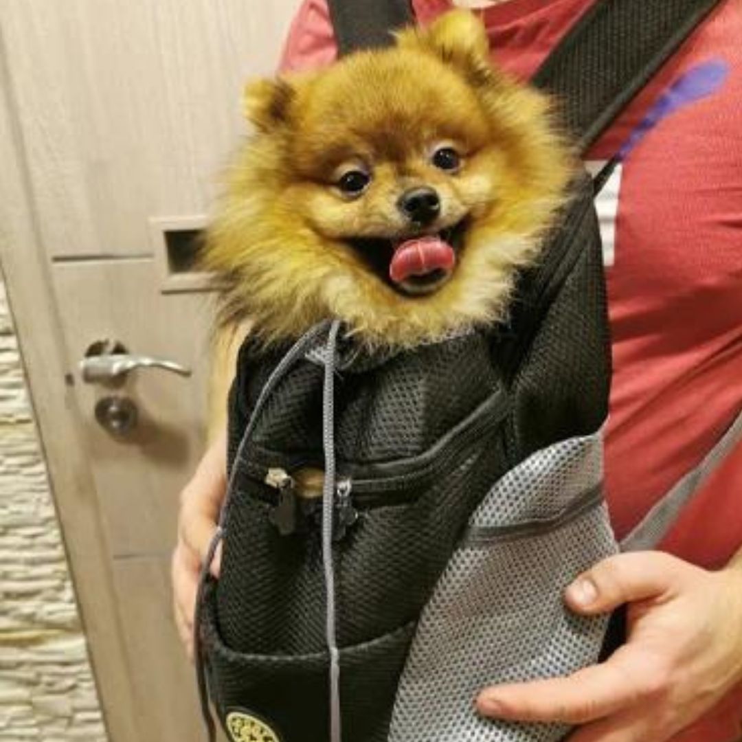 Dog-Friendly Backpack | Canicomfy