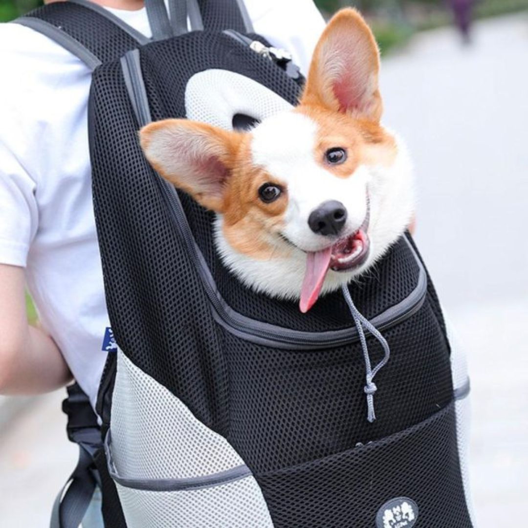 Dog-Friendly Backpack | Canicomfy