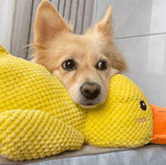DuckyDazzle | The perfect companion against boredom and stress