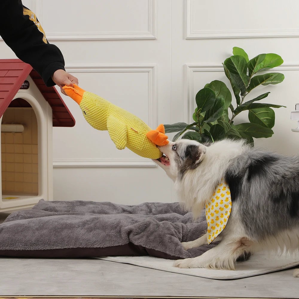 DuckyDazzle | The perfect companion against boredom and stress