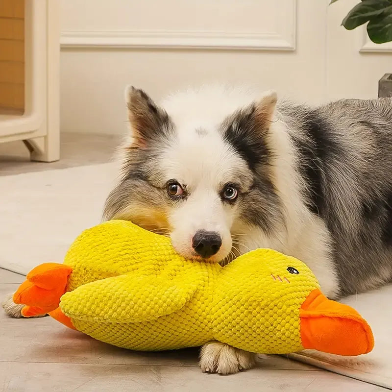 DuckyDazzle | The perfect companion against boredom and stress