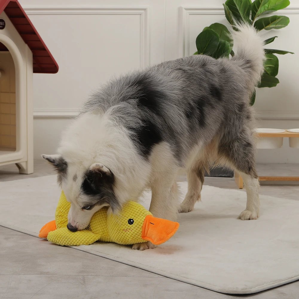 DuckyDazzle | The perfect companion against boredom and stress
