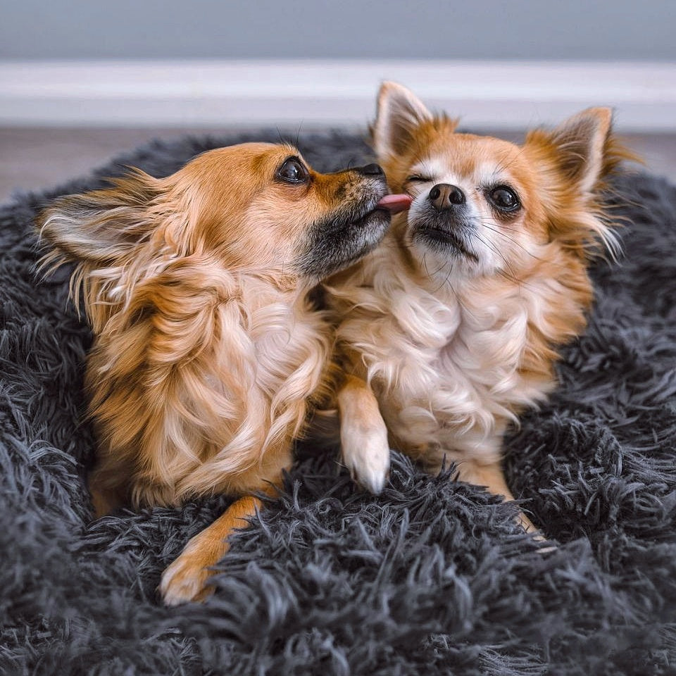 FluffyNest Komfort Hundebett – Orthopädisches Plüschschlafkissen für Hunde