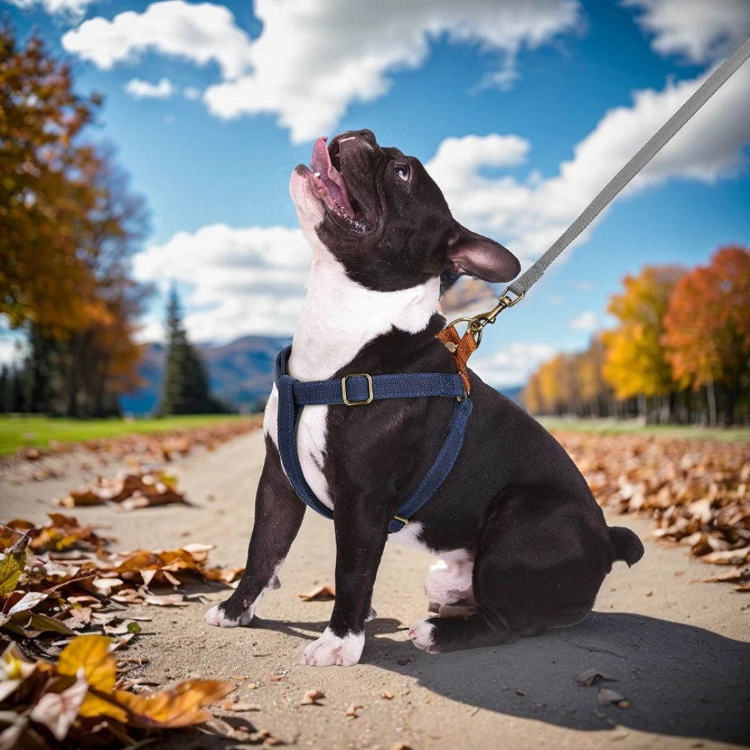 EasyPaws | Breathable Comfort for Relaxed Walks