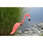 Flamingoz | Vibrant Bird