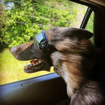 FurrVision | UV and Wind Protection for Dogs