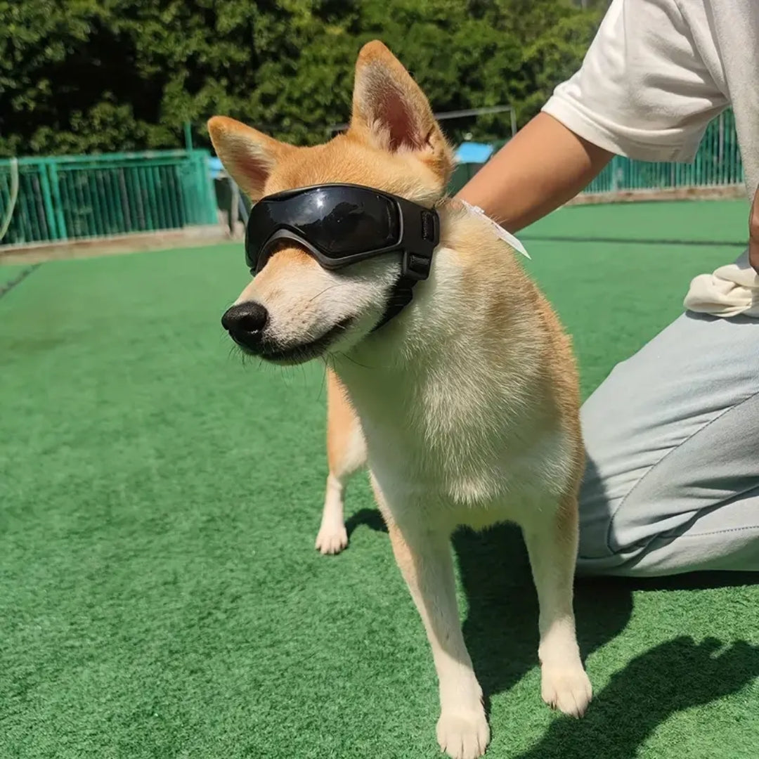FurrVision | UV and Wind Protection for Dogs