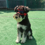 FurrVision | UV and Wind Protection for Dogs