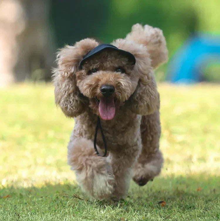 Schützende Hundekappe mit UV-Schutz und verstellbarem Riemen