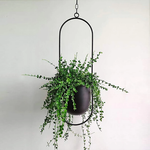 Stylischer Hängender Blumentopf für Ihr Zuhause