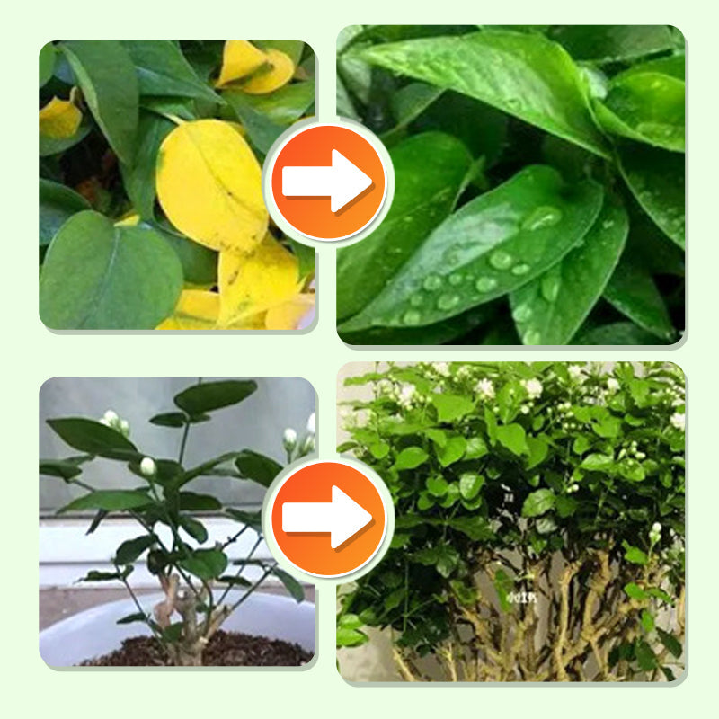 Pflanzenpflege | Gleichmäßige Nährstoffversorgung | Einfach Einsetzen | FloraBoost