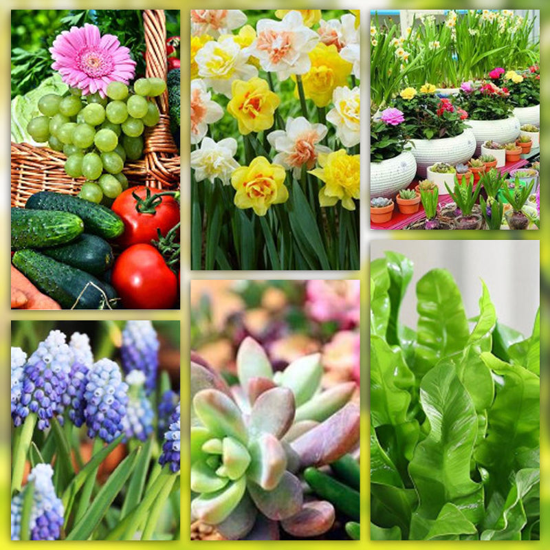 Pflanzenpflege | Gleichmäßige Nährstoffversorgung | Einfach Einsetzen | FloraBoost