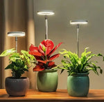 Wachstumslampe für Pflanzen | Vollspektrum LED mit Timer