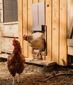PoultryPro | Automated Security for Your Chickens