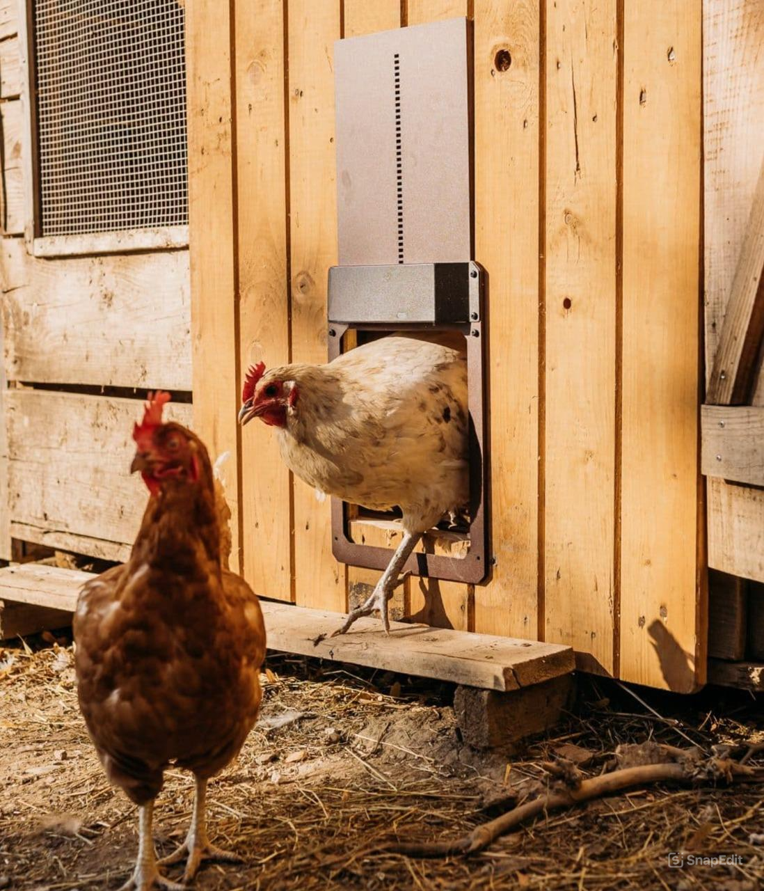 PoultryPro | Automated Security for Your Chickens