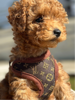 Bequeme Hundegeschirr-Set mit Leine – Weicher Brustring