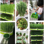 FreshSprout Set | Two-Tiered System for Microgreens | BPA-free