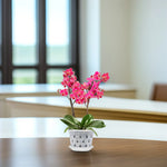 KlarGlanz | Set of 5 Transparent Orchid Pots | Sturdy Construction with Drainage