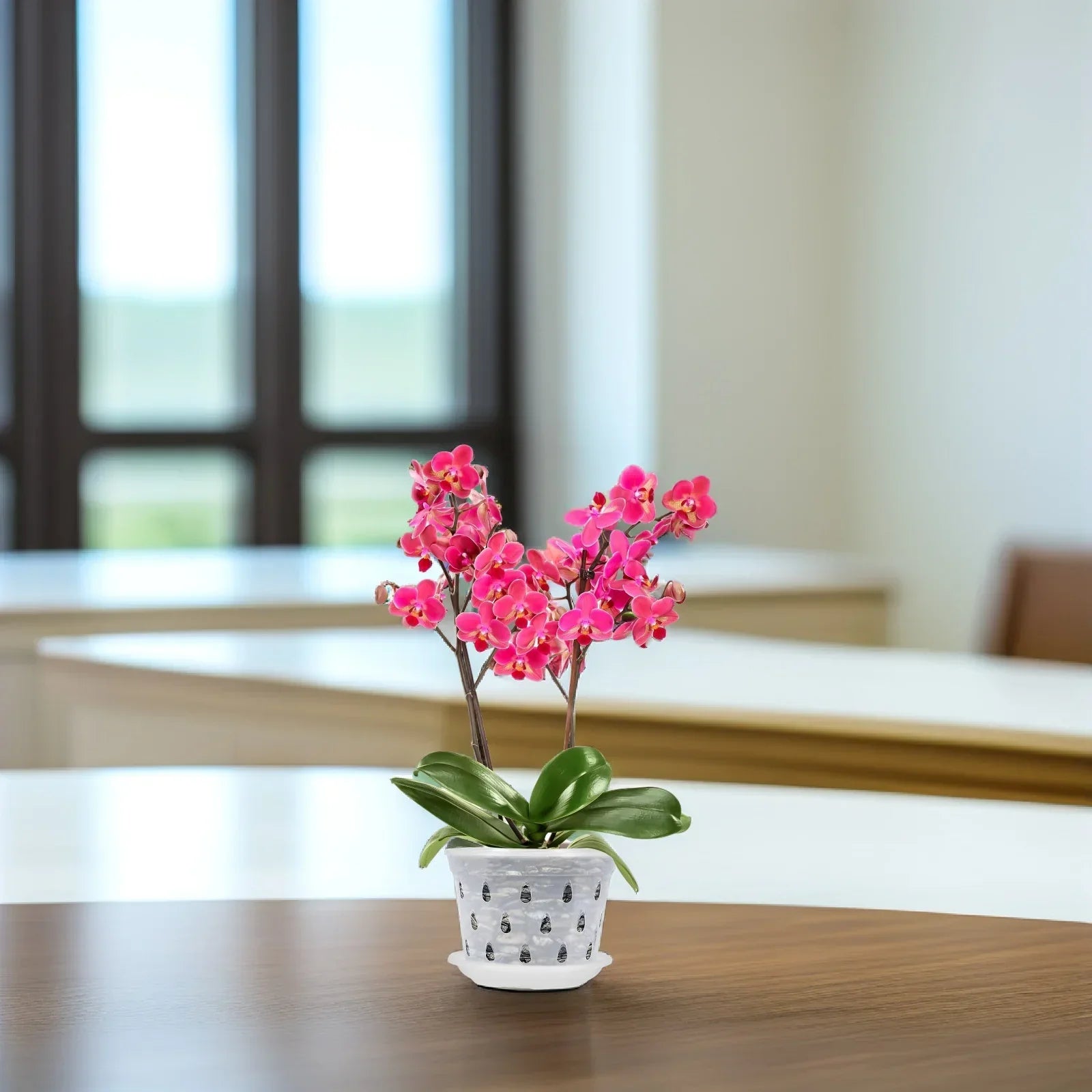 KlarGlanz | Set of 5 Transparent Orchid Pots | Sturdy Construction with Drainage