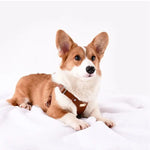 Verstellbares Hundegeschirr aus Leder mit individueller Gravur