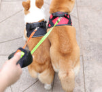 Doppelte, ausziehbare Hundeleine mit LED-Lampe – Spazierengehen mit zwei Hunden