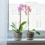 KlarGlanz | Set of 5 Transparent Orchid Pots | Sturdy Construction with Drainage