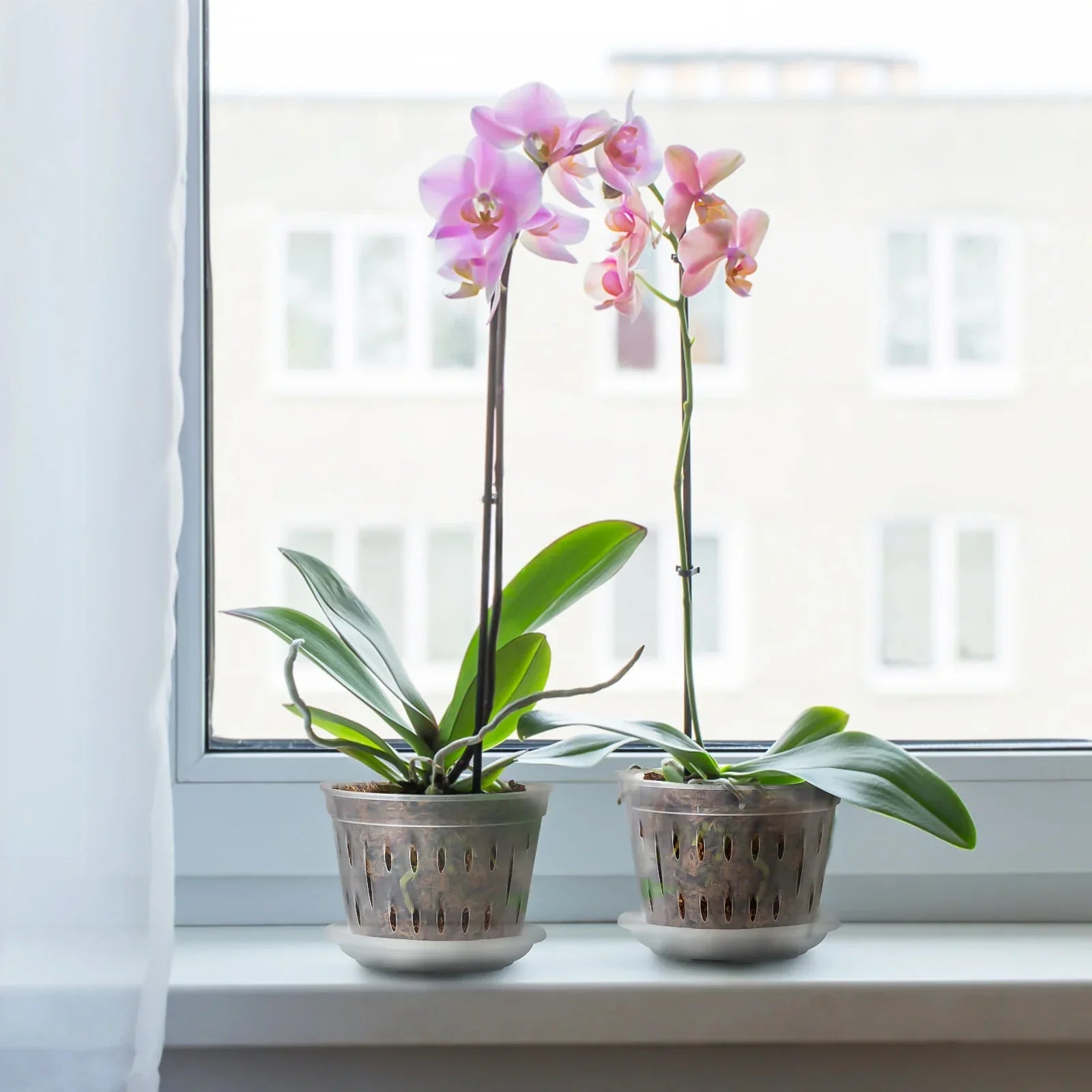 KlarGlanz | Set of 5 Transparent Orchid Pots | Sturdy Construction with Drainage
