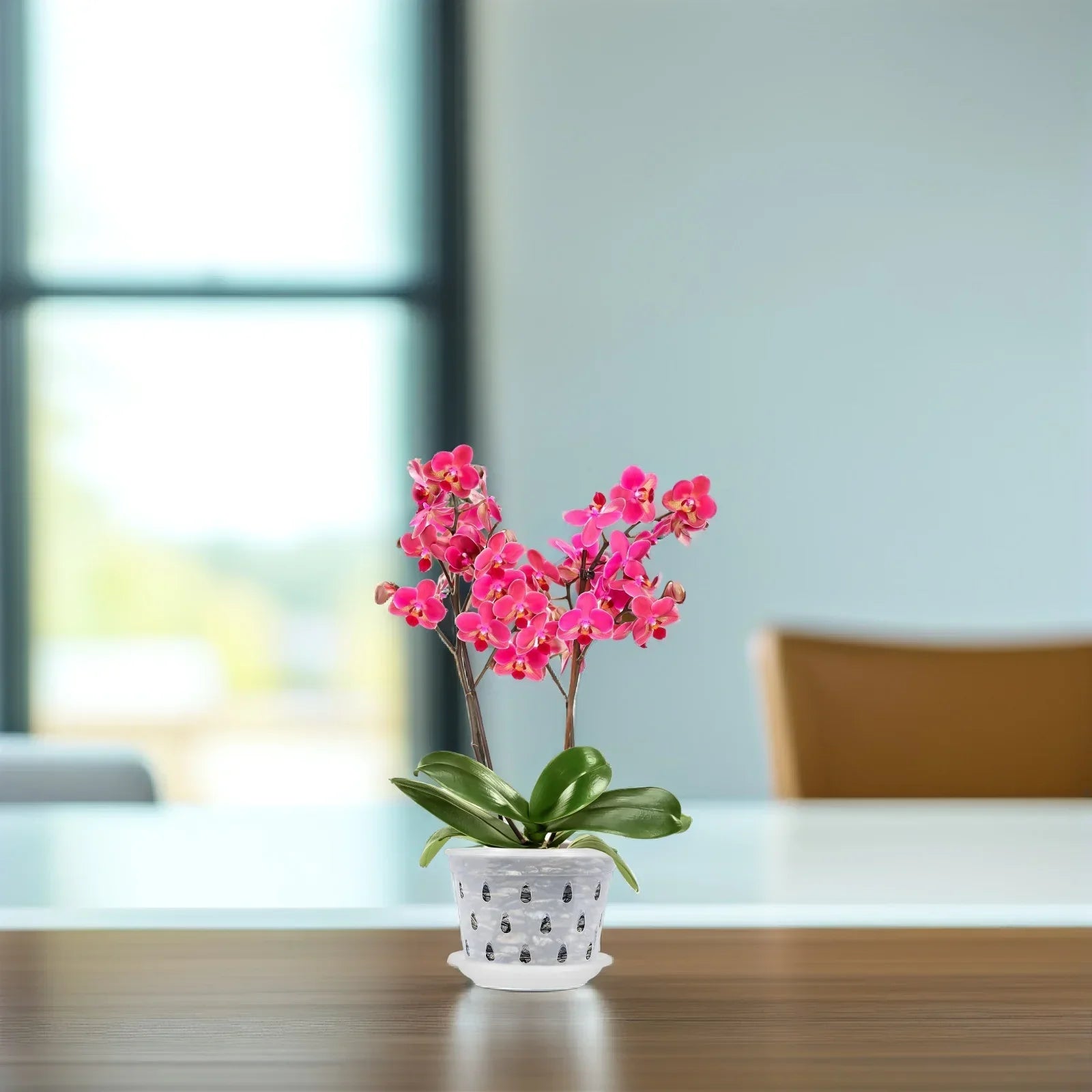 KlarGlanz | Set of 5 Transparent Orchid Pots | Sturdy Construction with Drainage