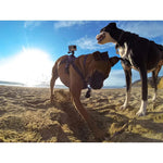 360° Perspektiv Actionkamera Hundegeschirr