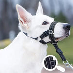 SnoutPro | Calming Your Pet Without the Stress