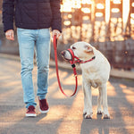 SnoutPro | Calming Your Pet Without the Stress