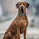 Nietenhalsband für große Hunde