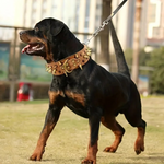 Nietenhalsband für große Hunde