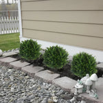 UV-beständiger künstlicher Zedernbaum – ideal für Garten und Terrasse
