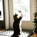 Katzenspielzeug – Interaktiver Vogel für stundenlangen Spaß