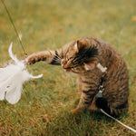 Katzenspielzeug – Interaktiver Vogel für stundenlangen Spaß