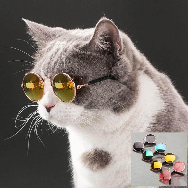 Cat Glasses Glass Construction Four Colors