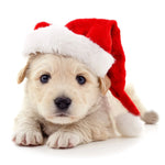 Christmas Hat Soft Fabric Faux Fur Trim & Pompom