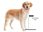 Dog Bowl Stand Elevated Triple Stainless Steel Bowls
