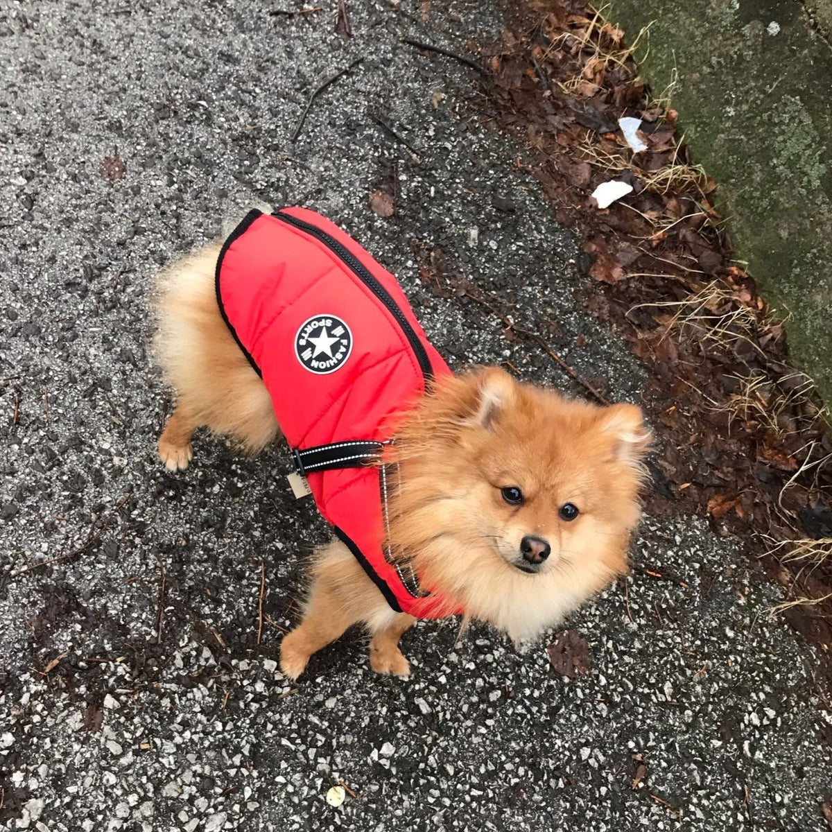 Dog Coat Water-Resistant Integrated Harness Reflective Details