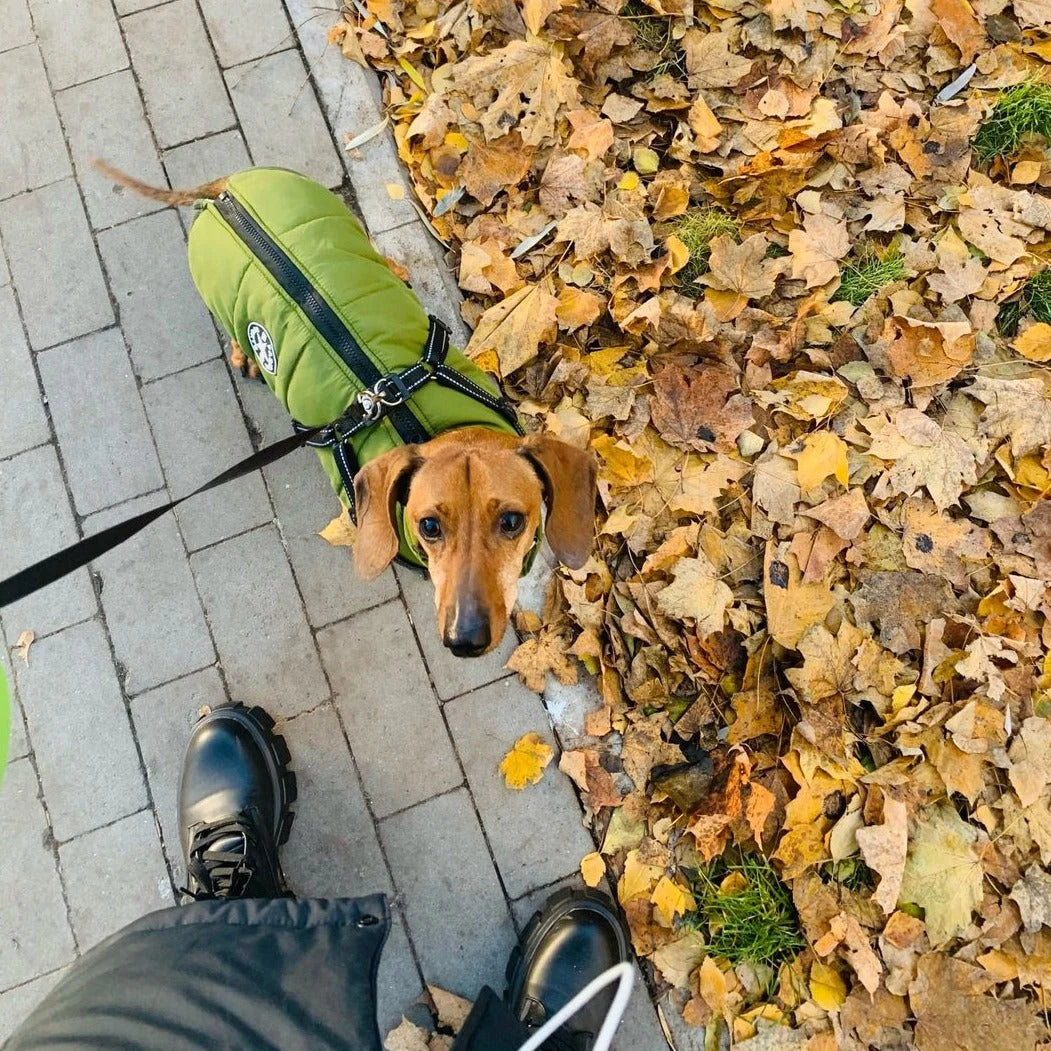 Dog Coat Water-Resistant Integrated Harness Reflective Details