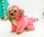 Dog Costume Cotton Assorted Designs Sizes S–XL