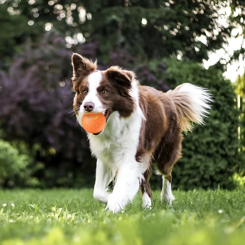 Dog Fetch Toy Dual Mode Indoor & Outdoor