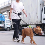 Dog Leash Hands-Free Bungee Dual Shock Absorbers