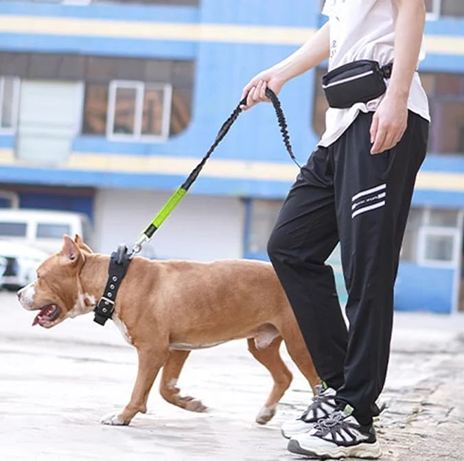 Dog Leash Hands-Free Bungee Dual Shock Absorbers