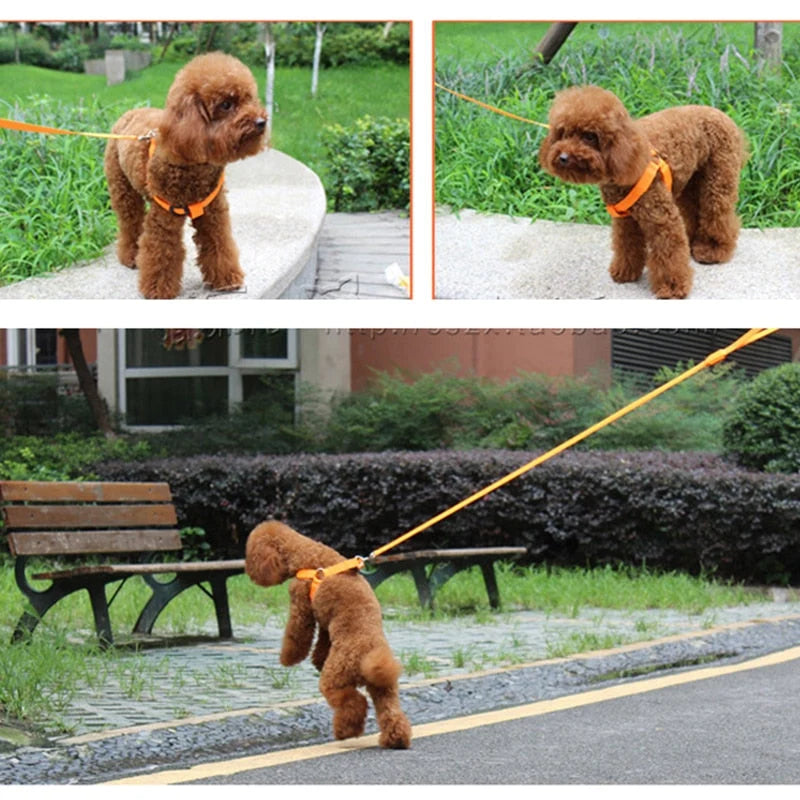 Dog Leash LED Light-Up Nylon Flashing Visibility